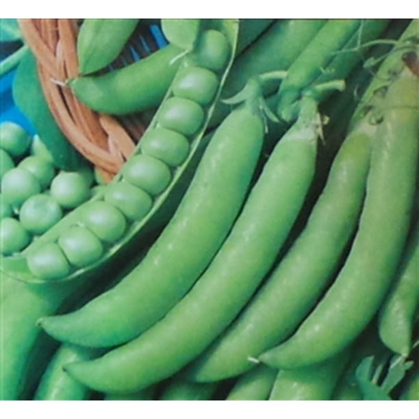 Seeds Peas 6 Weeks Ultra-early Giant Vegetable Organic Heirloom NON-GMO Seeds Peas 6 Weeks Ultra-early Giant Vegetable Organic Heirloom NON-GMO